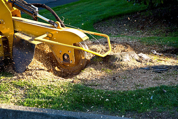 Tree and Shrub Care in Wailea, HI