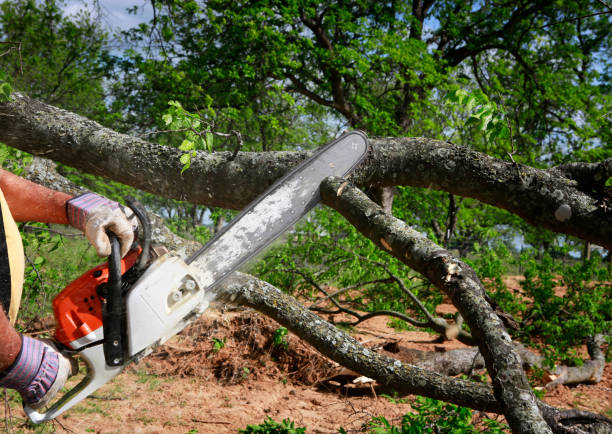  Wailea, HI Tree Services Pros